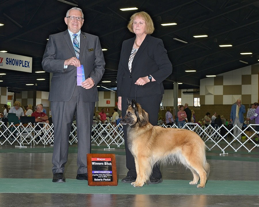 A Belgian Tervuren standing with its handler and the judge, who holds a ribbon, at an indoor dog show