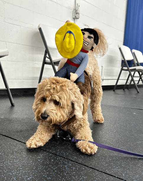 A curly-coated dog wearing a cowboy-rider costume on the training floor