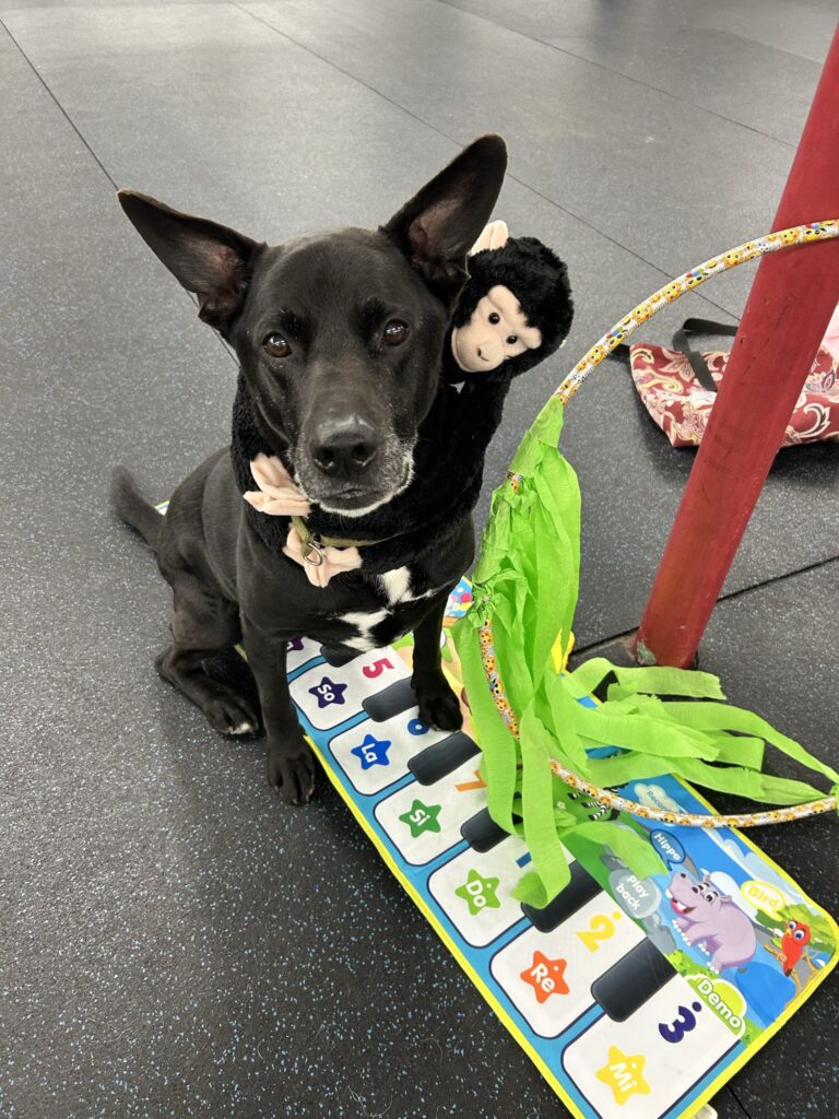 A black dog sitting on a toy keyboard mat beside a hoop with green streamers