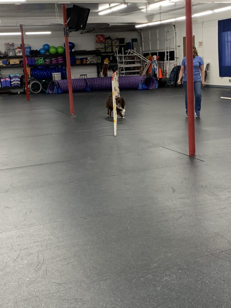 A small brown-and-white dog weaving through agility weave poles in the training hall