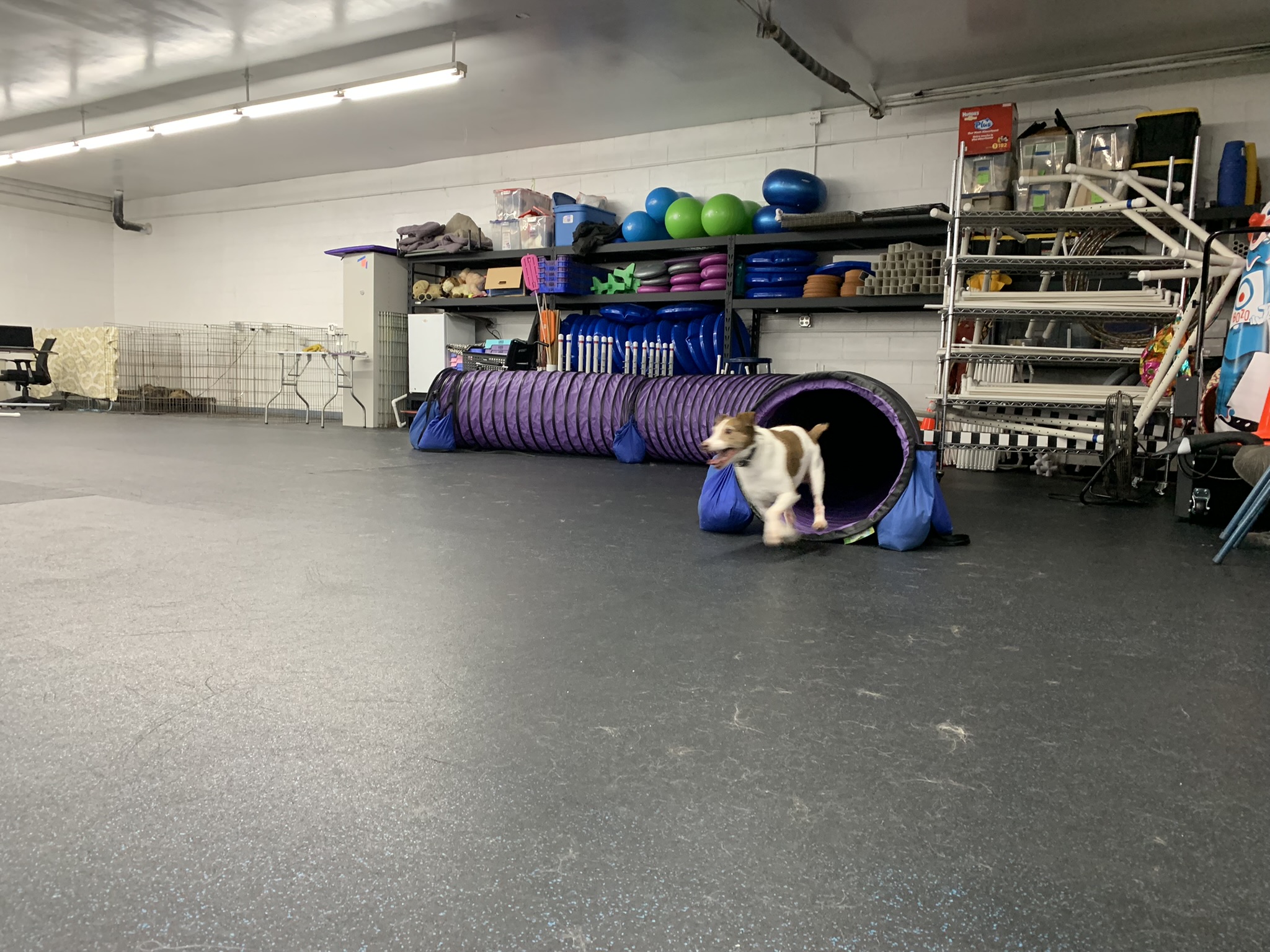 A small dog coming out of an agility tunnel in the training hall