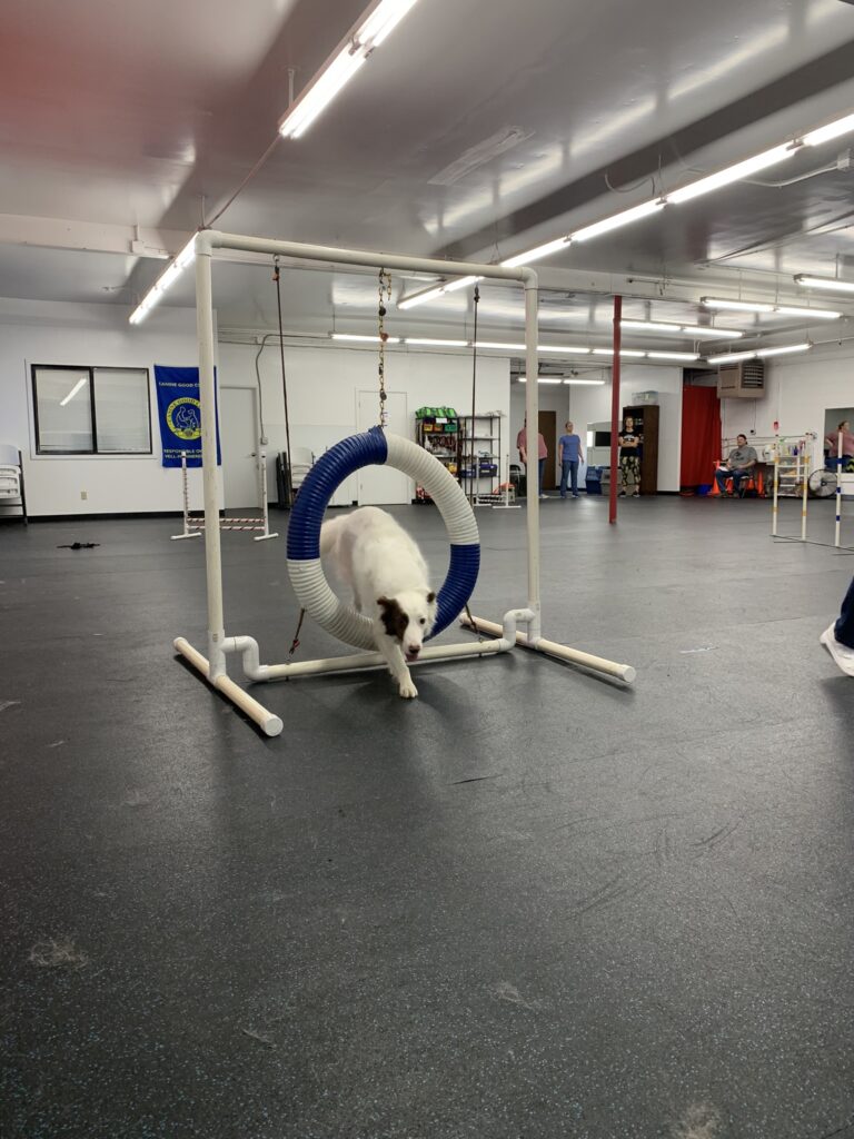 A dog jumping through an agility tire
