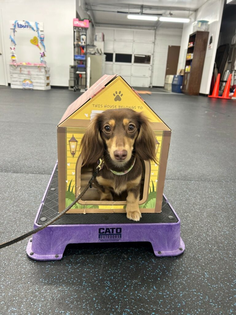 A dachshund lying inside a cardboard doghouse on a platform, showing off a trick