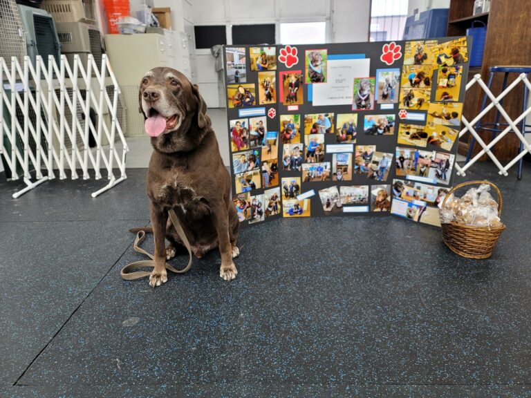A senior chocolate Labrador sitting beside a photo board of its therapy dog visits