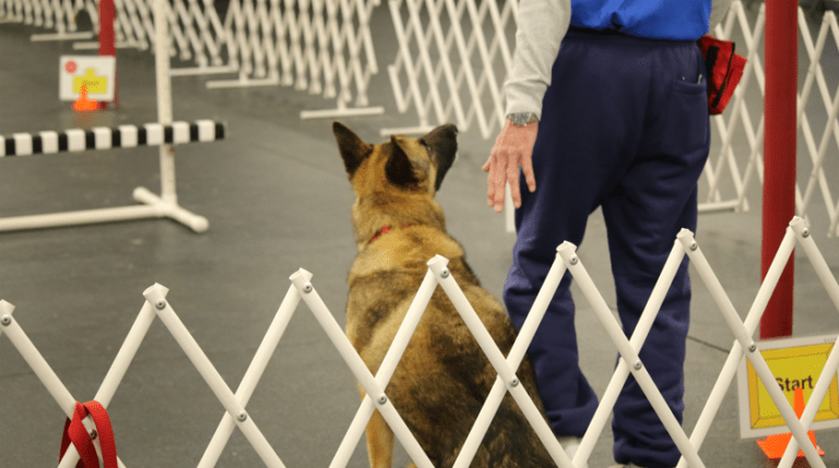 A German Shepherd sitting at heel beside its handler inside a ring of white fencing