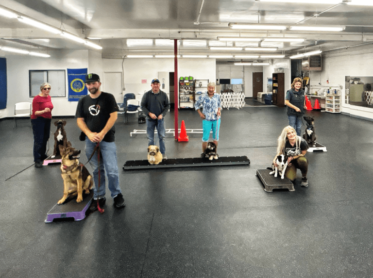 Students and their young dogs posing on low platforms during class