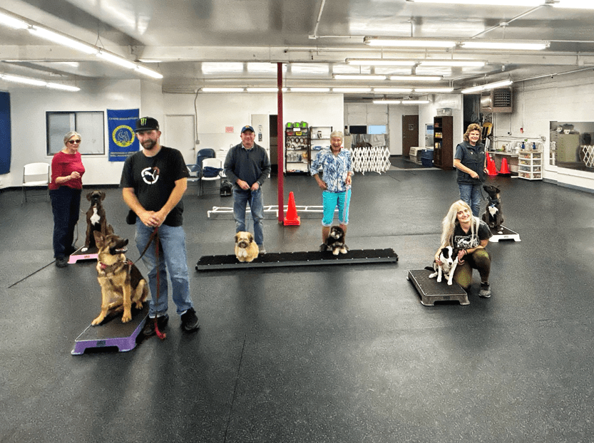 Students and their dogs posing on low platforms and boards around the training floor
