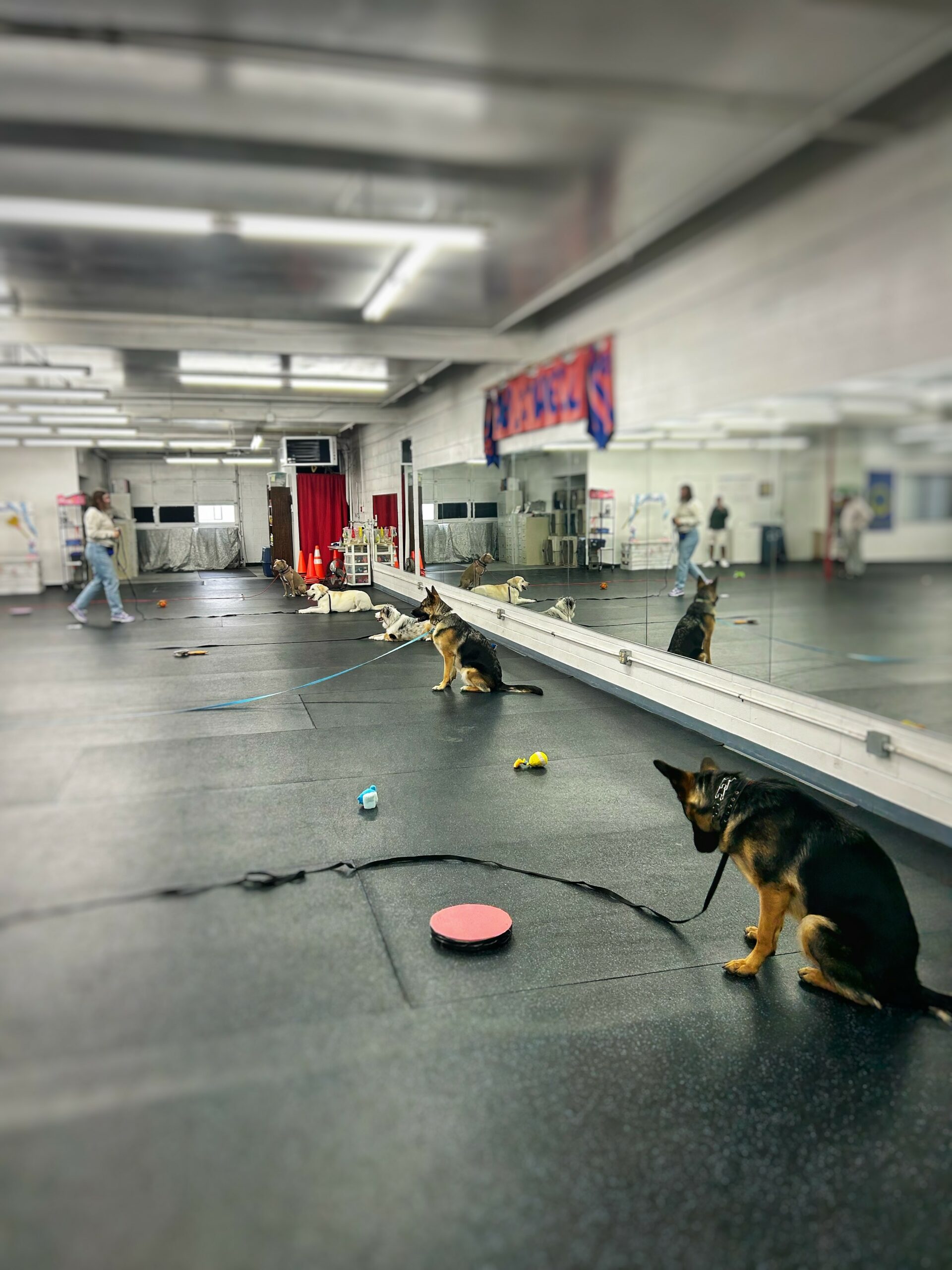 Dogs holding stays along the mirrored wall while their handlers move around the room