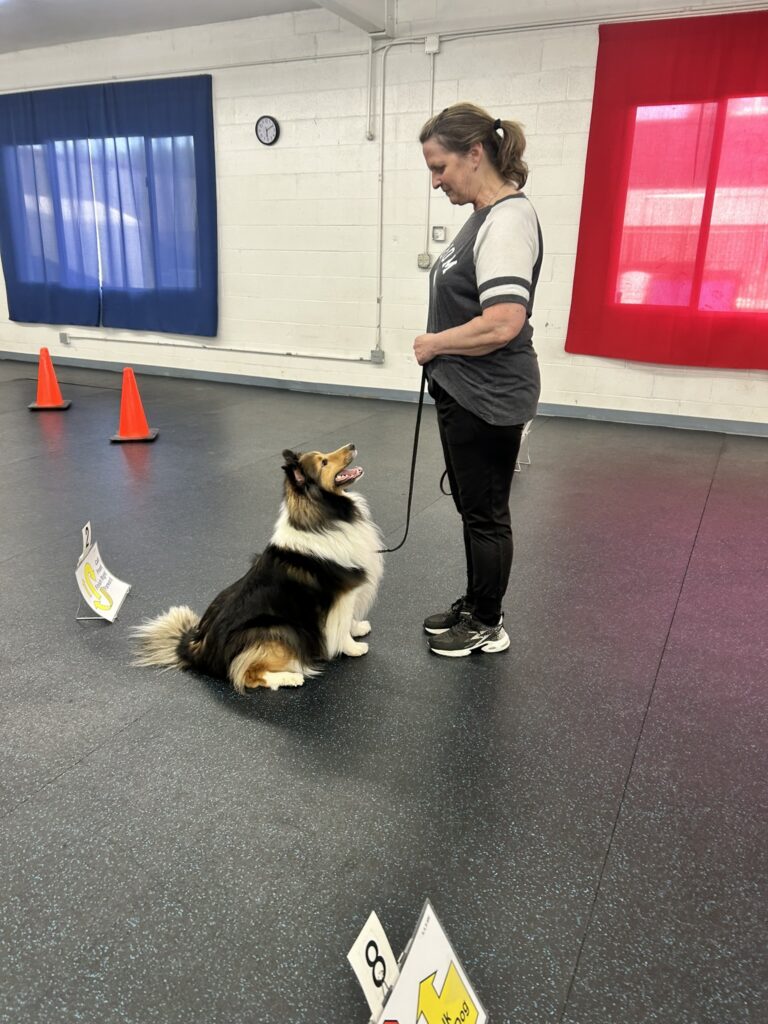 A dog sitting at heel beside its handler next to numbered rally signs