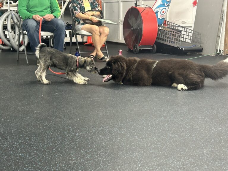 A schnauzer puppy and a Newfoundland puppy greeting nose to nose in class
