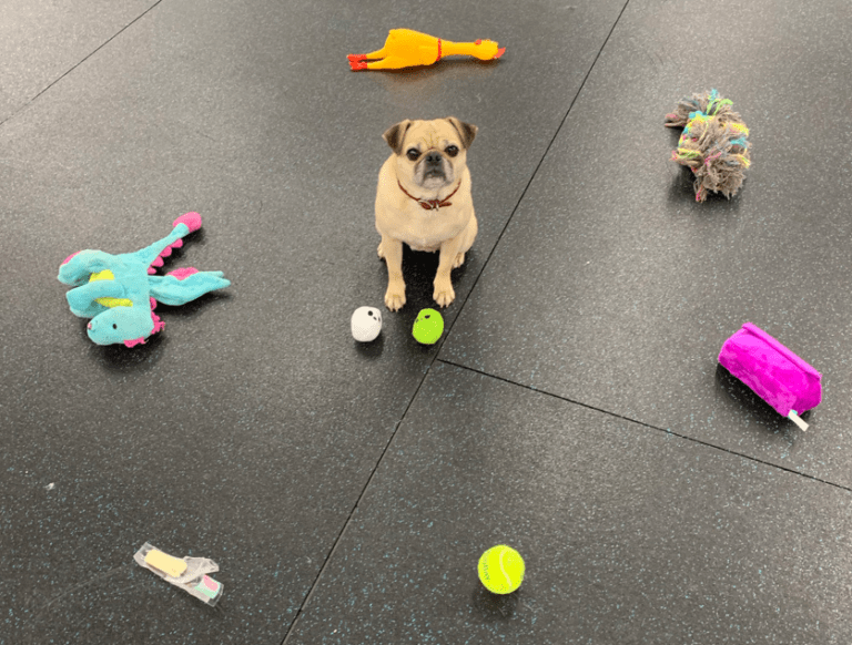 A pug holding a sit-stay surrounded by toys and treats on the training floor
