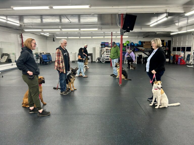 Owners and their dogs practicing in a Beginning Home Obedience class