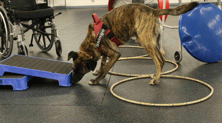 A brindle dog in a harness sniffing a training platform beside hoops
