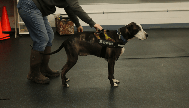 A handler holding a large black-and-white dog by its harness on the training floor