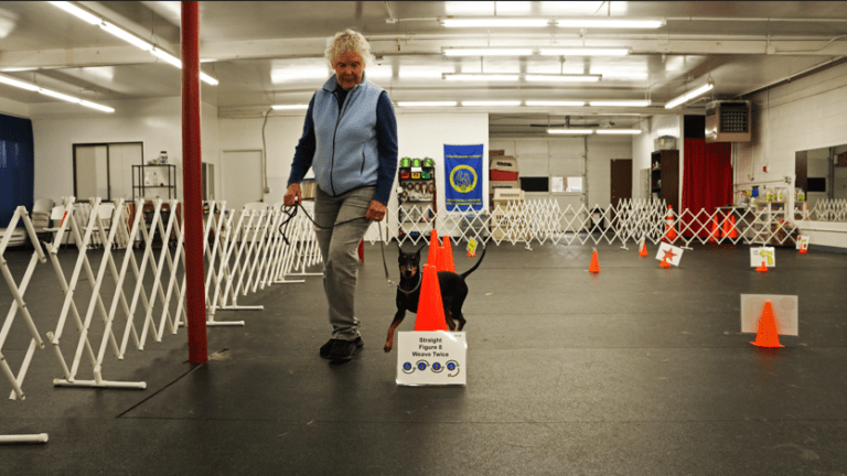 A handler and dog walking a rally course past numbered signs
