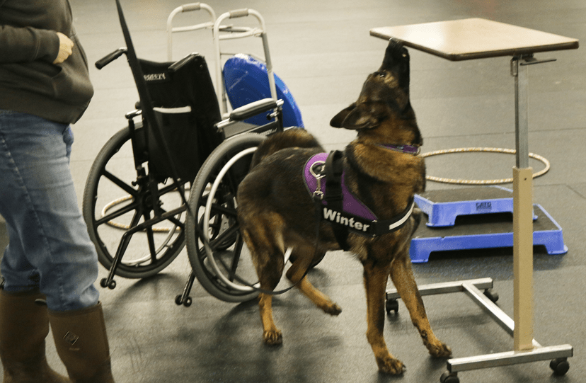 A German Shepherd in a harness sniffing near a wheelchair and a rolling table in the training hall