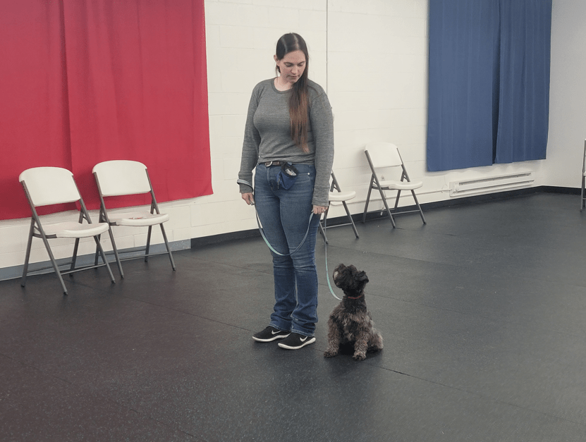 A small dog sitting and looking up at its handler during a leash exercise