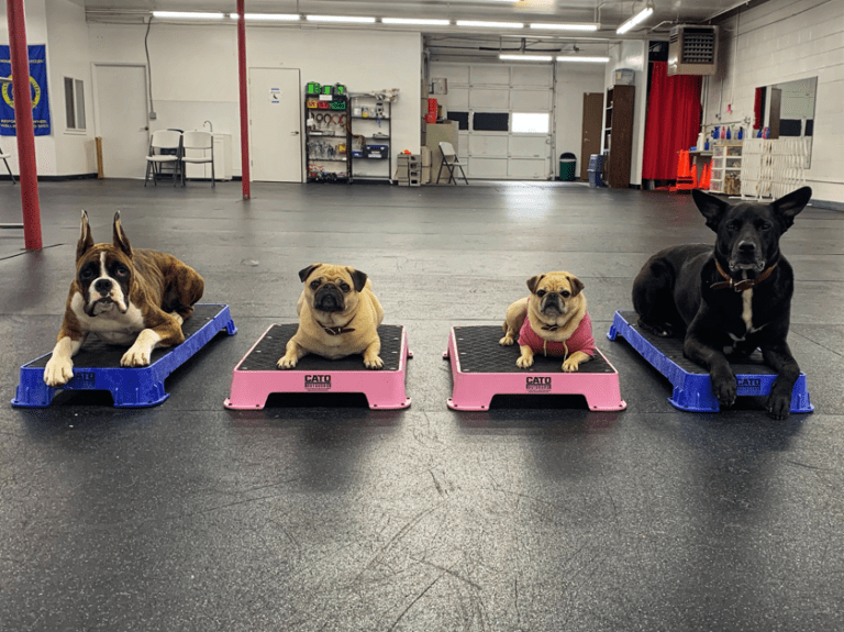 Dogs in a down-stay on low platforms during class