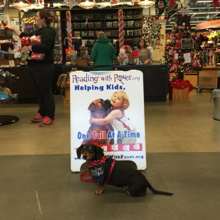 A dachshund in a Reading with Rover bandana lying in front of a Reading with Rover sign