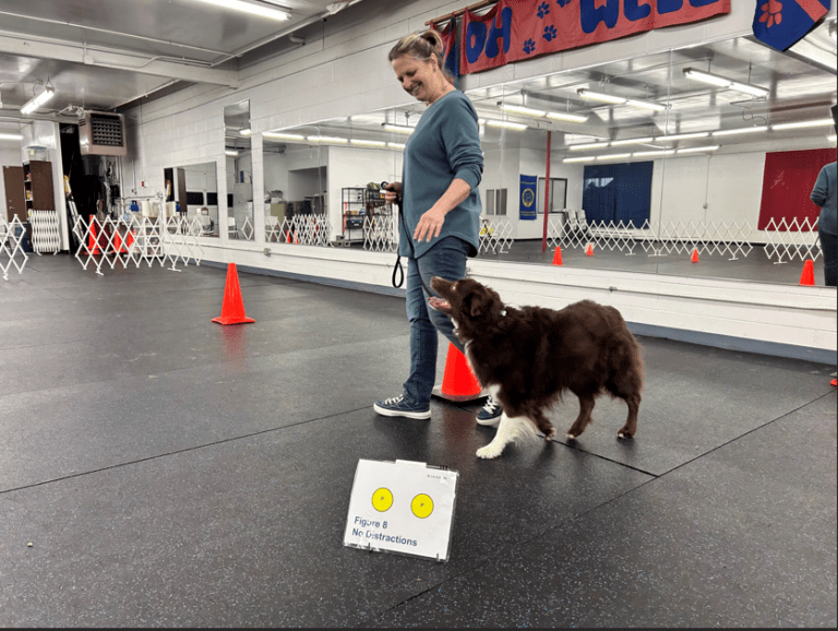 A handler and her dog working a Figure 8 sign in a rally class