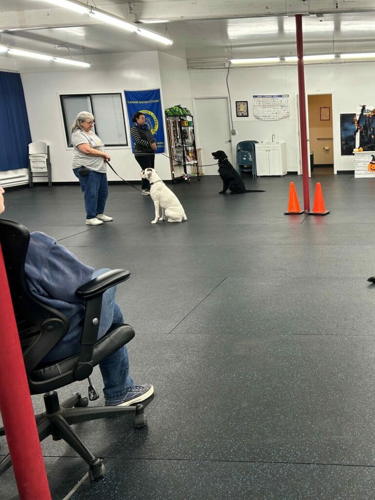 Two dogs holding a sit-stay on the training floor beside the Canine Good Citizen banner