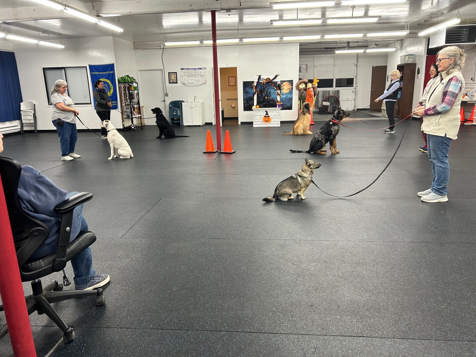 Dogs holding sit-stays on long leashes while their handlers stand back across the training floor