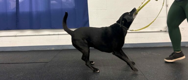 A black Labrador tugging on a leash toy during a lesson