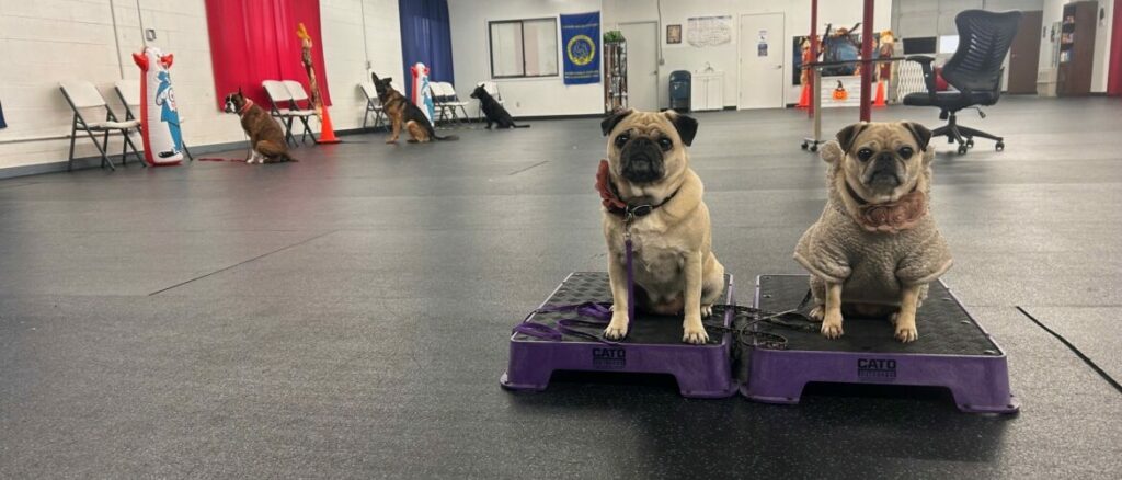 Two pugs sitting on low training platforms while other dogs hold stays in the background
