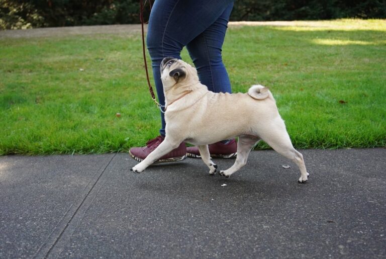 A pug heeling beside its handler on a path