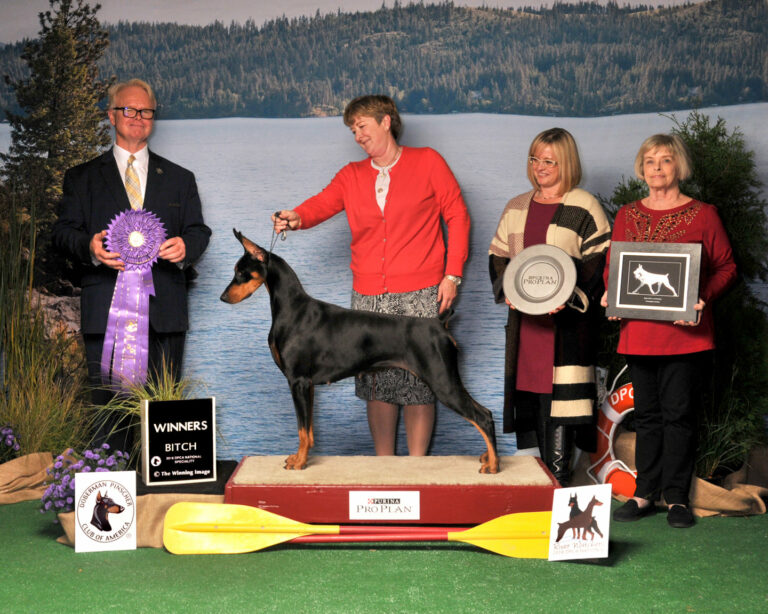 A Doberman on the winner’s podium at a dog show with its handlers and the judge