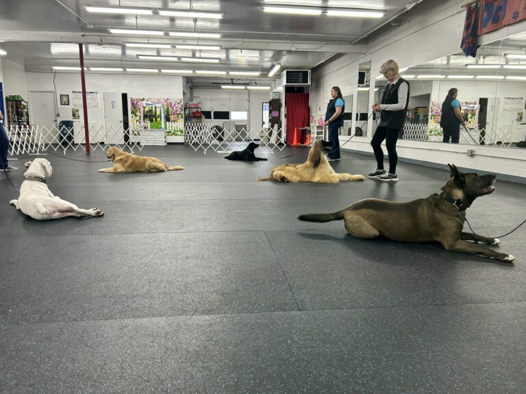 Dogs holding a down-stay on the training floor while their handlers stand back
